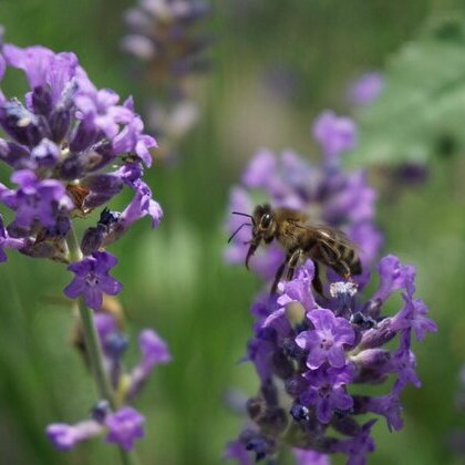 Beetaktion